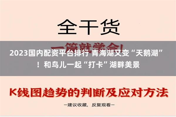 2023国内配资平台排行 青海湖又变“天鹅湖” ！和鸟儿一起“打卡”湖畔美景